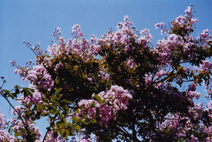 Crepe Myrtle